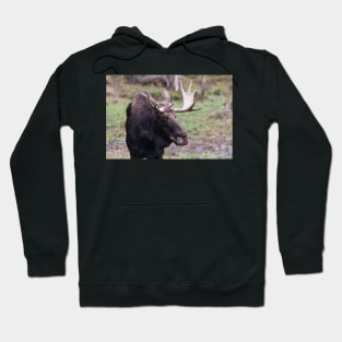 Large moose in a forest Hoodie